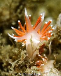 Slanke waaierslak, flabellina glacilis by Eduard Bello 
